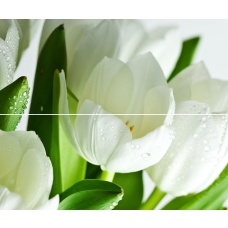 Arco Verde Tulipan 50x60