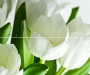 Arco Verde Tulipan 50x60