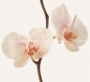 4000/001 White Orquídea (2 pcs) 50x55