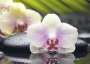 Азалия декор Орхидея 1 фисташковый 25x35
