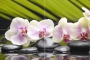 Азалия панно Орхидея фисташковый 50x70
