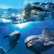 Панно Dolphins 50x50
