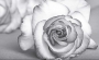 2595 Viola Rose Antracite 60х100 (6шт)