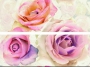 Decor Joy Roses 50x70 (2шт)