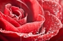 Панно стеклянное Red Rose GC 306003-02 (1-3) 90x60
