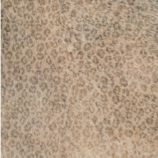 Leopard 45x45