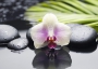 Азалия декор Орхидея 2 фисташковый 25x35